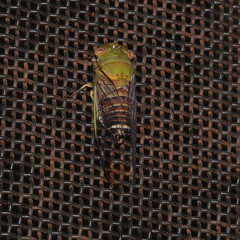 Macrotristria intersecta