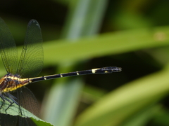 Austrogomphus bifurcatus