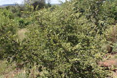 Afrocanthium gilfillanii