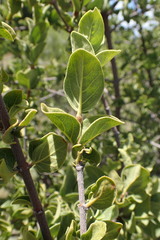 Afrocanthium gilfillanii