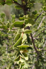 Afrocanthium gilfillanii