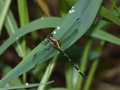 Austrogomphus bifurcatus