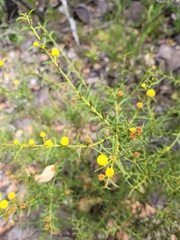 Acacia baxteri