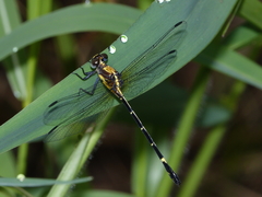 Austrogomphus bifurcatus
