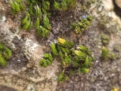 Orthotrichum diaphanum