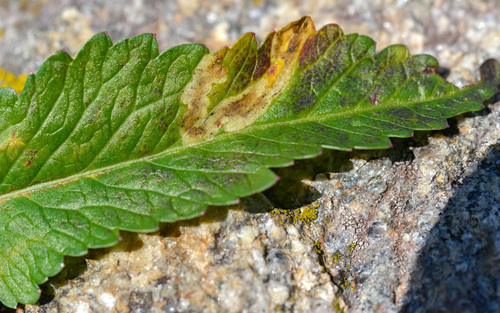 Phytomyza virosae