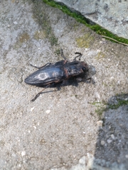 Chalcophora detrita