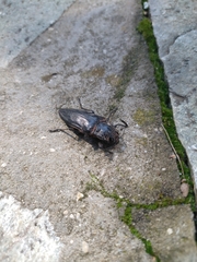 Chalcophora detrita