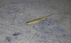 Lissotriton lantzi