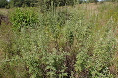Artemisia afra