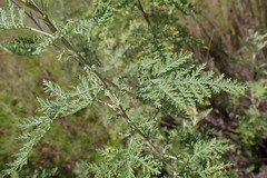 Artemisia afra