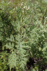 Artemisia afra
