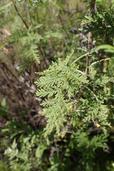Artemisia afra