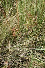 Cyperus denudatus