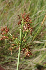 Cyperus denudatus