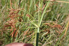 Cyperus denudatus