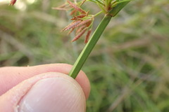 Cyperus denudatus