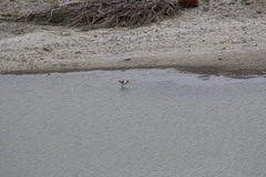 Recurvirostra americana