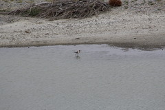 Recurvirostra americana