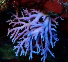 Stylaster roseus