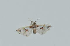 Leucinodes orbonalis