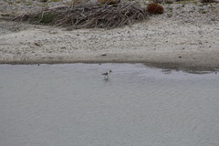 Recurvirostra americana