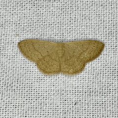 Idaea uniformis