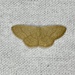 Idaea uniformis - Photo (c) Rebecca Stroud, osa oikeuksista pidätetään (CC BY-NC), lähettänyt Rebecca Stroud
