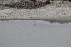 Recurvirostra americana