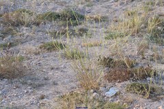 Reseda alba