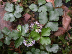 Sanicula lamelligera