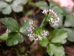 Sanicula lamelligera