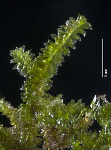 Cyclodictyon blumeanum