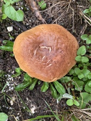 Phlebopus marginatus