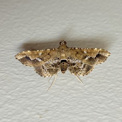 Merodictya marmorata