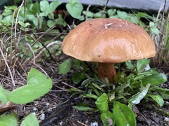 Phlebopus marginatus