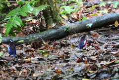 Erythropitta ussheri