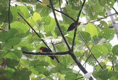 Pityriasis gymnocephala