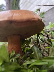 Phlebopus marginatus