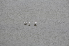 Pelecanus erythrorhynchos