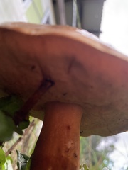 Phlebopus marginatus