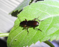 Stenomorphus