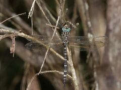 Austroaeschna speciosa