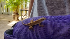 Anolis sagrei