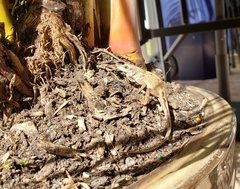 Anolis sagrei