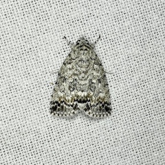 Blenina lichenopa