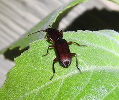 Stenomorphus