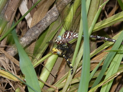Austroaeschna speciosa