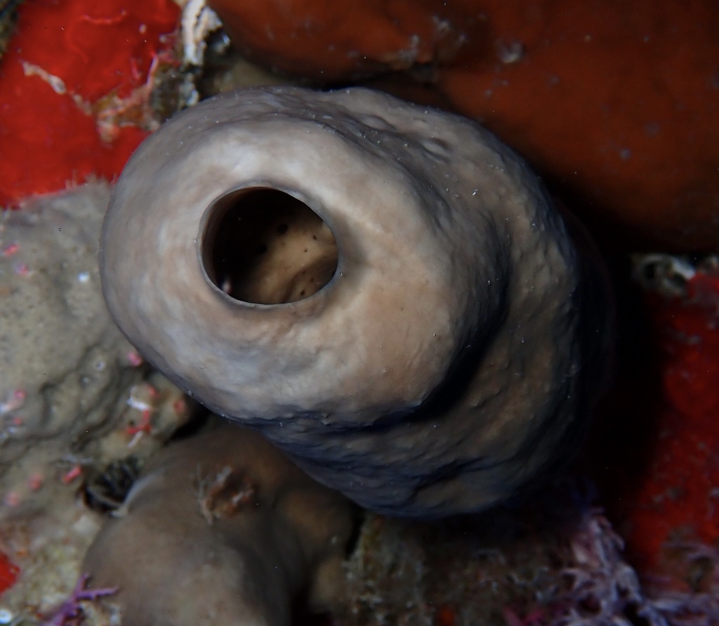 Plakinastrella onkodes