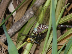 Austroaeschna speciosa